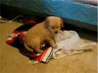 ellie playing bag video